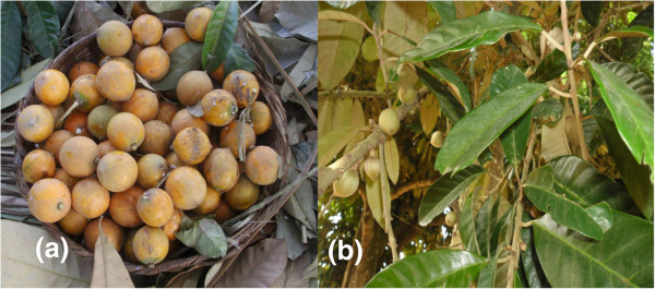 سیب ستاره ای سفید